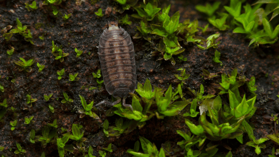 An Isopod in moss. Crustaceans that includes woodlice and their relatives.