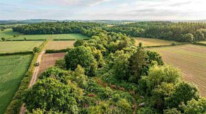 A lush regenerative forest corridor connecting two dense forests across farmland, endangered animals moving through native vegetation